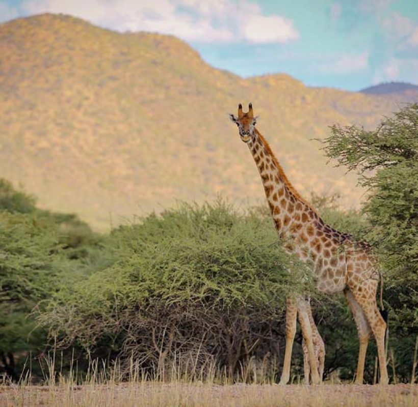 3 Okapuka_game drive (2)