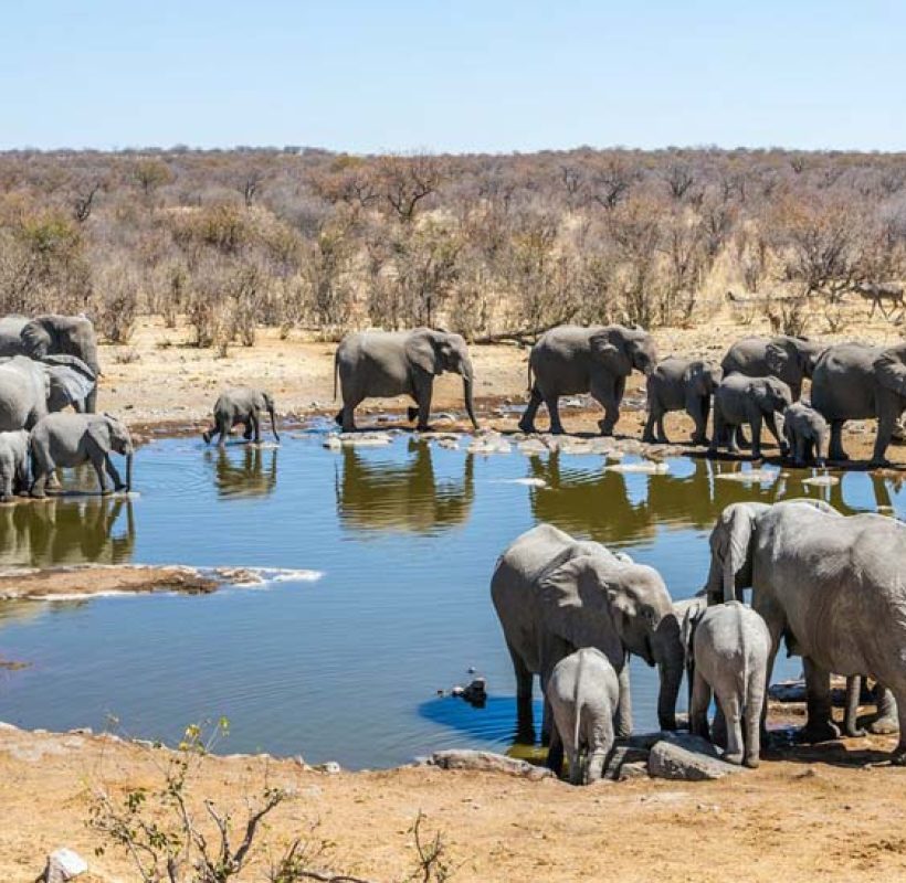 Etosha National Park elephants at watering hole