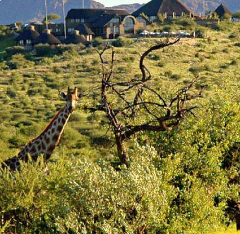 gocheganas_giraffe_square_1